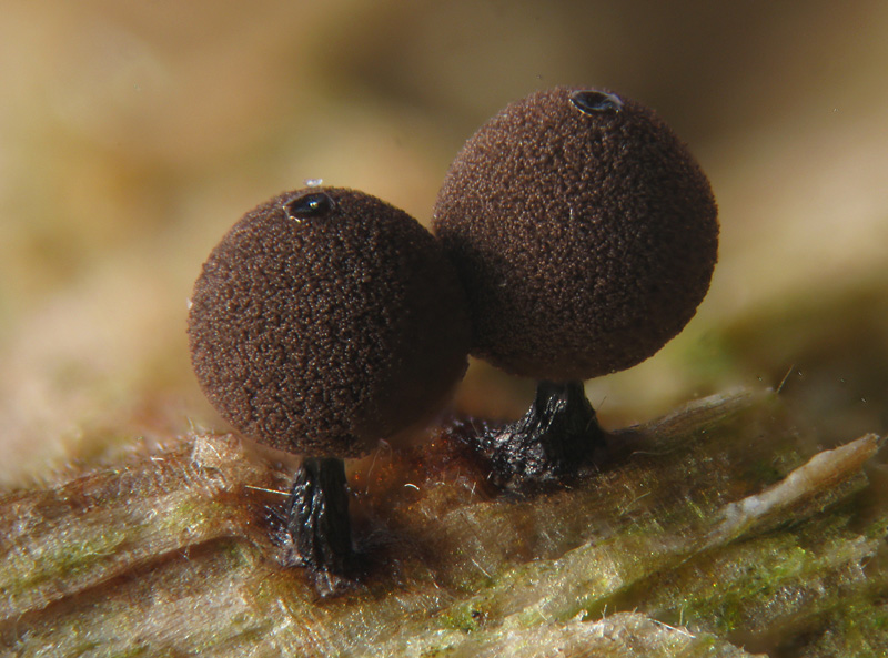 Enerthenema papillatum